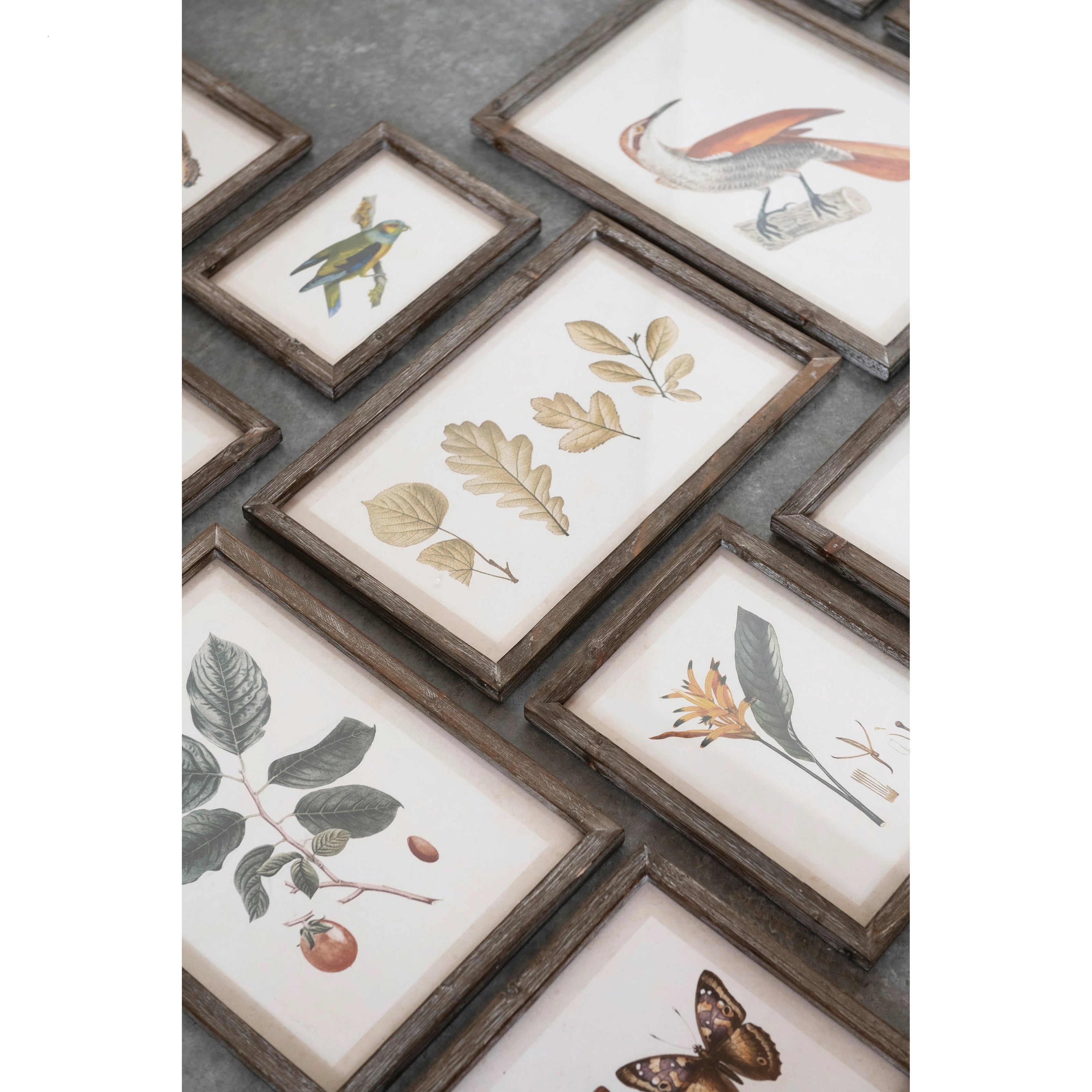 Animal and Floral Print Collection
