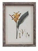 Birds of Paradise Like Flower