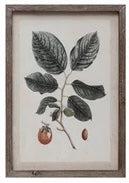 Green Leaved with Orange Fruit