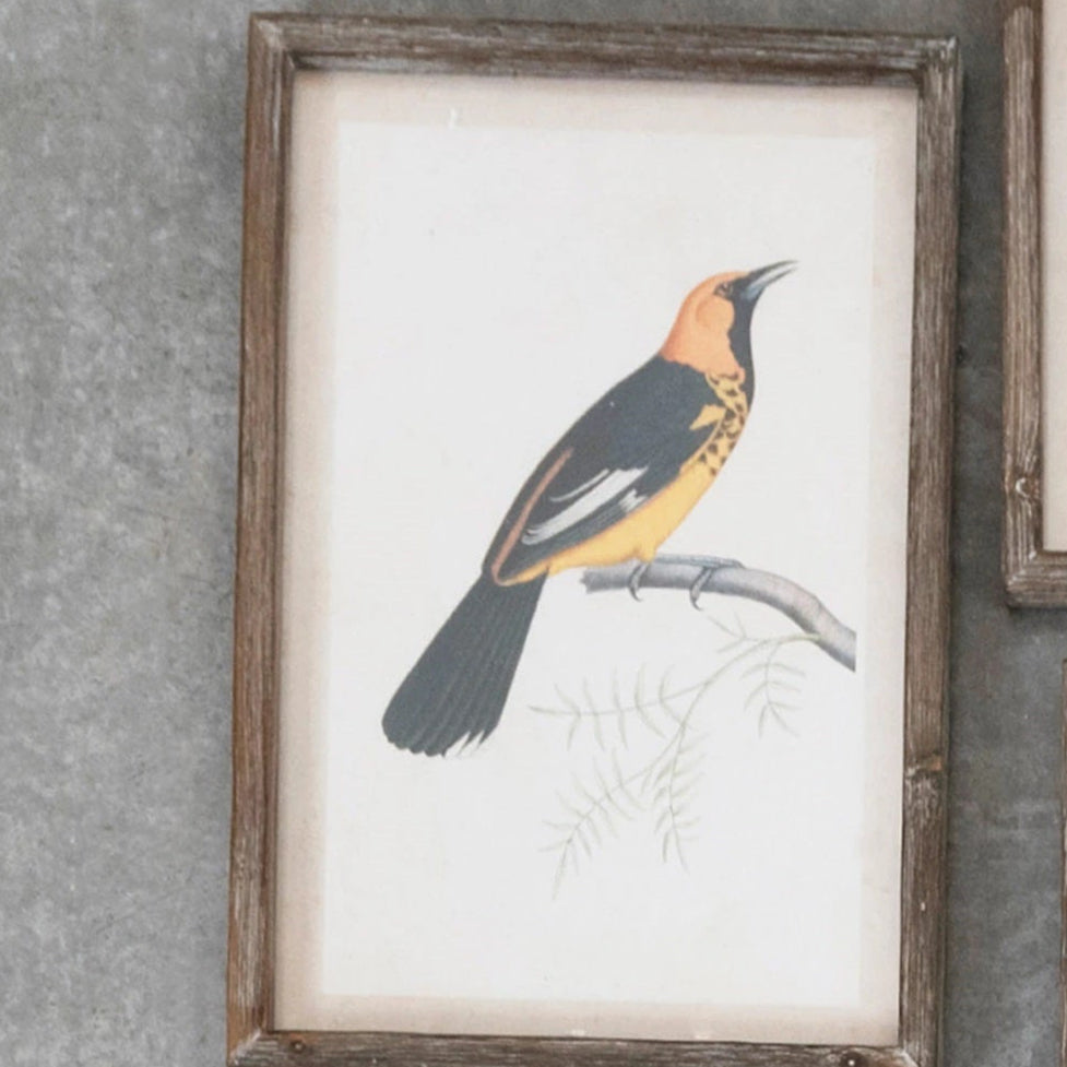 Orange and Black Bird