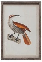 Red and White Bird