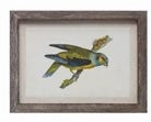 Small Bird