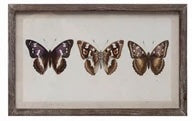 Horizontal Butterflies
