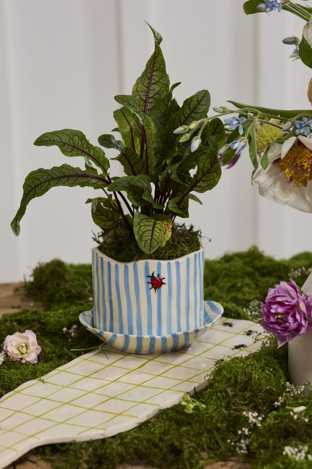 Potted plant in a striped pot on a decorative surface with flowers and moss.