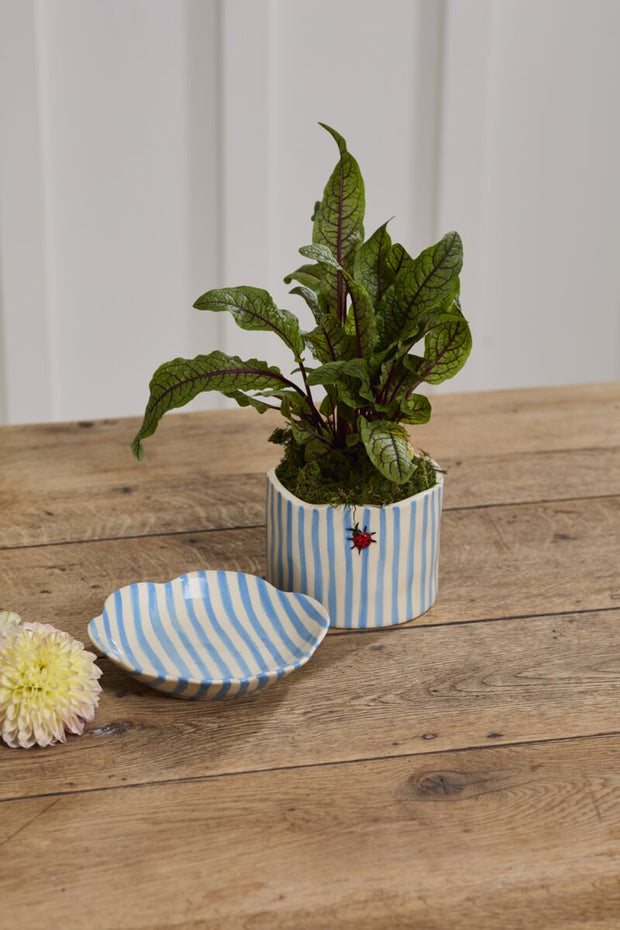 Potted plant with striped pot and matching saucer on wooden surface