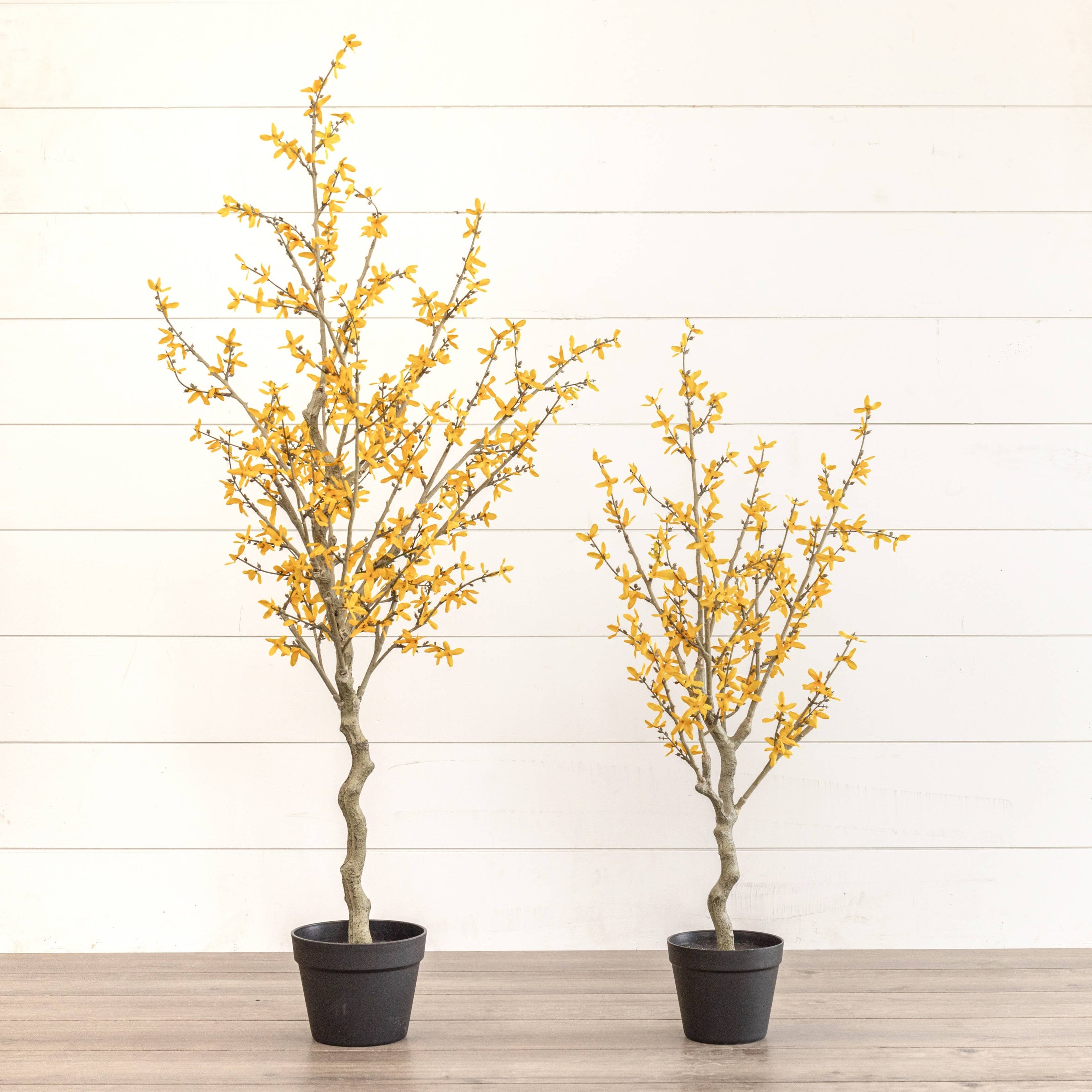 3' YELLOW WINTER JASMINE TREE