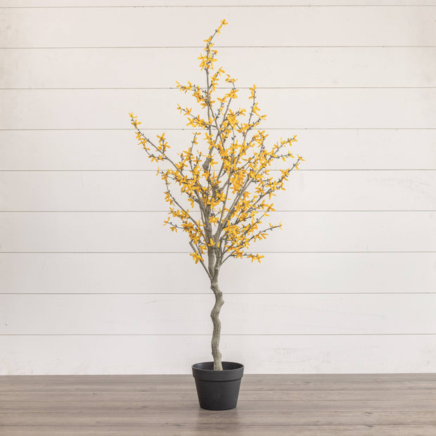 4.25' YELLOW WINTER JASMINE TREE