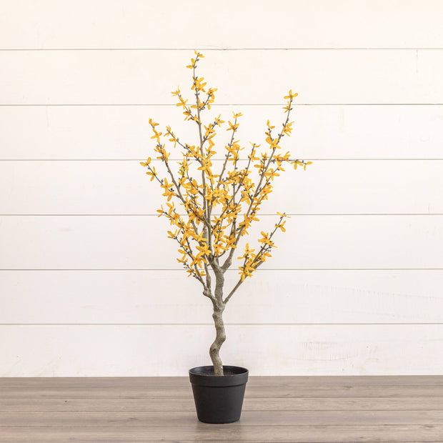 3' YELLOW WINTER JASMINE TREE