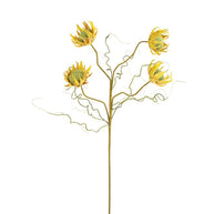 Botanica #2688