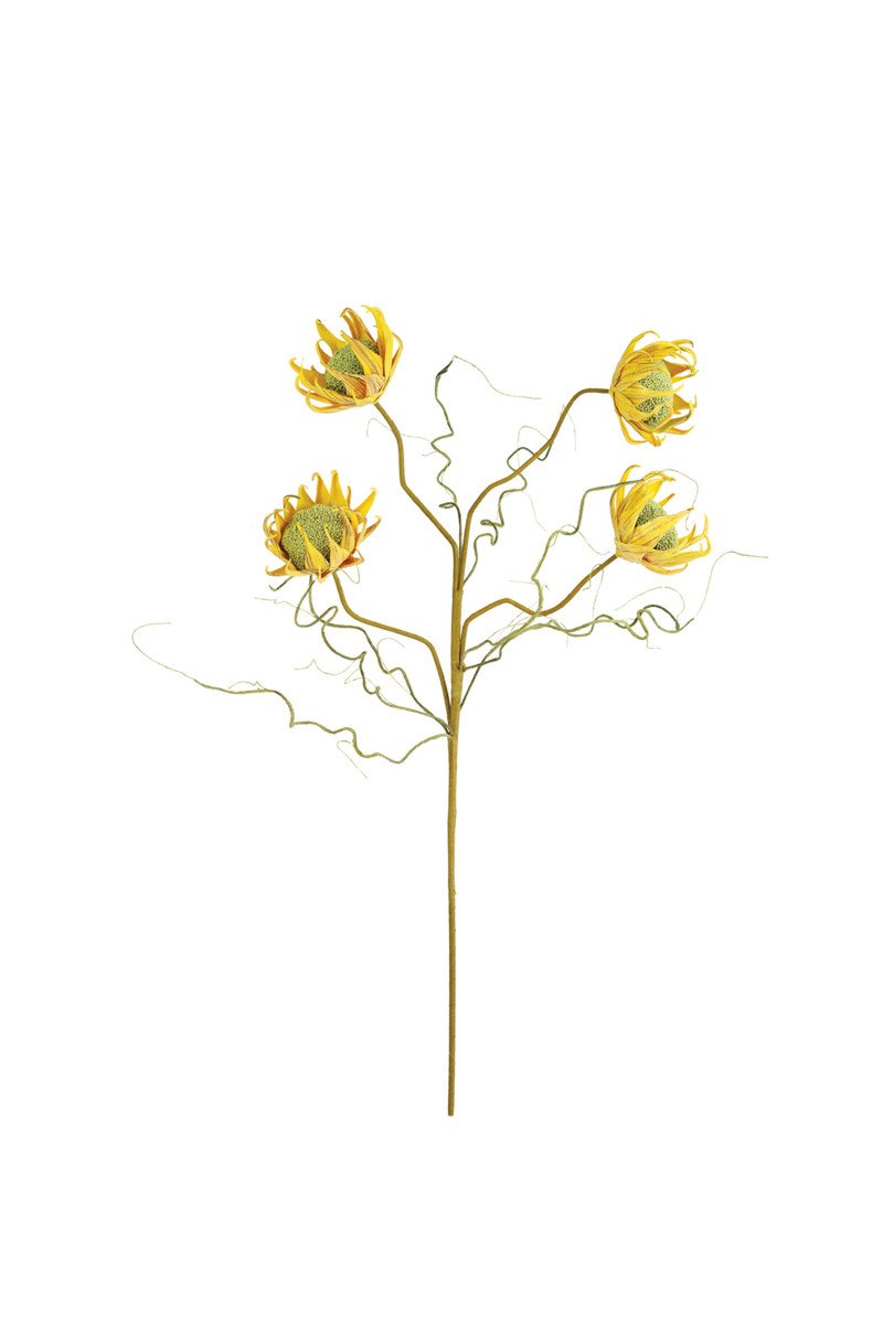 Botanica #2688