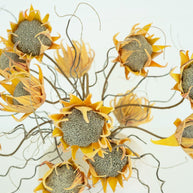 Botanica #2688