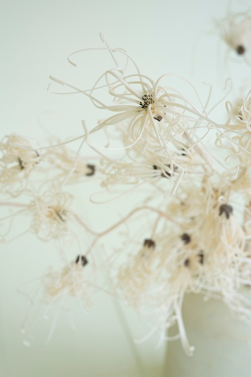 Close-up of dried flowers on a light background