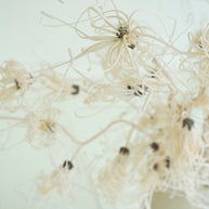 Close-up of dried flowers on a light background