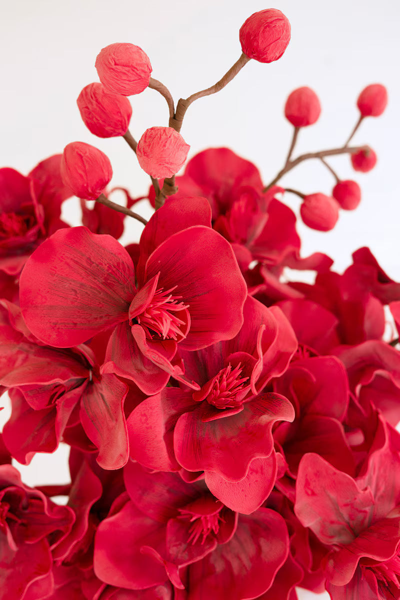 Close-up of red orchid like flowers on a white background