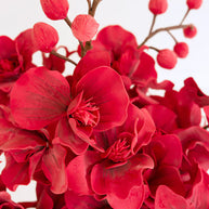 Close-up of red orchid like flowers on a white background