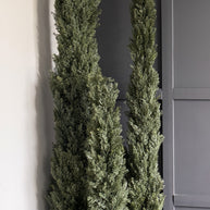 Faux Italian Cypress Tree 5'