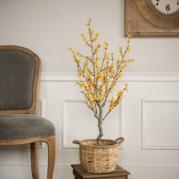 3' YELLOW WINTER JASMINE TREE