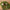 Decorative mushrooms on a bed of green moss against a wooden background