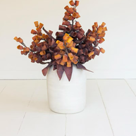 Botanica #2775