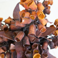 Botanica #2775